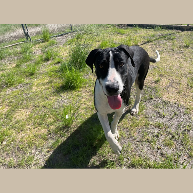Photo of Diesel