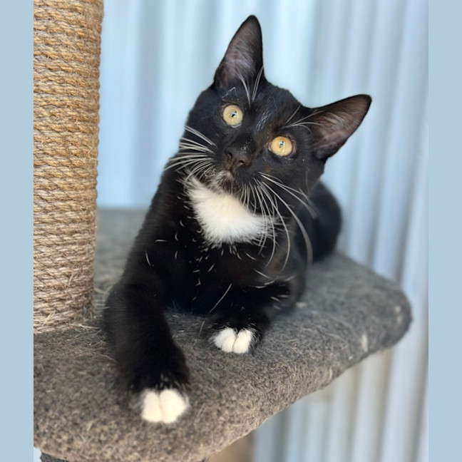 Photo of Little Jack