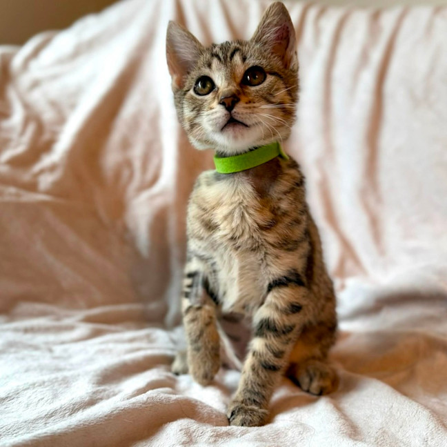 Photo of Muffin   In Foster Care In Fitzroy North