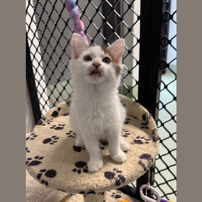 Photo of Tinkerbelle