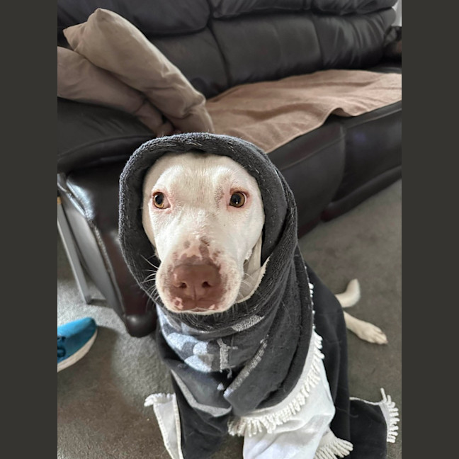 Photo of Buddy