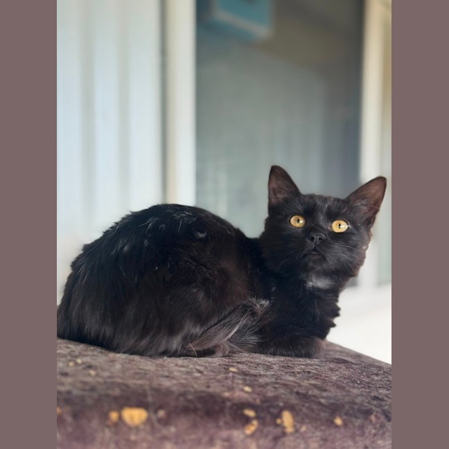 Photo of Little Loaf