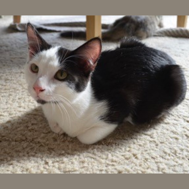 Photo of Oscar   4 Month Old Domestic Medium Hair