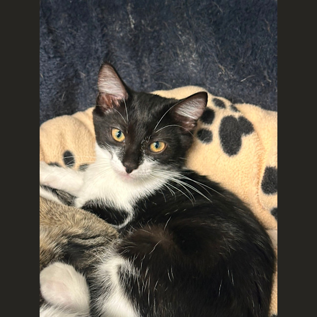 Photo of Violet 😻🌺