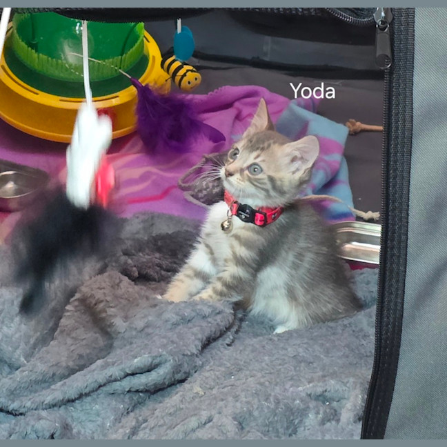 Photo of Yoda