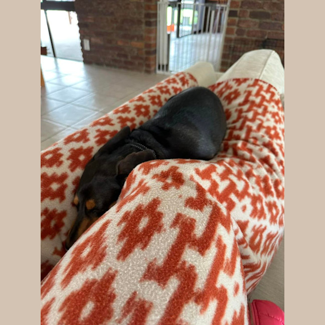 Photo of Miley And Memphis