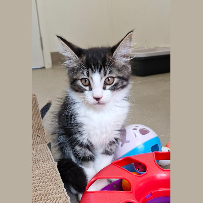 Photo of C1410 Kenzo 