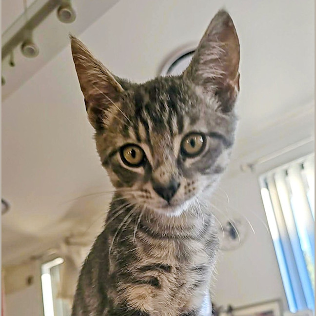 Photo of Kimchee