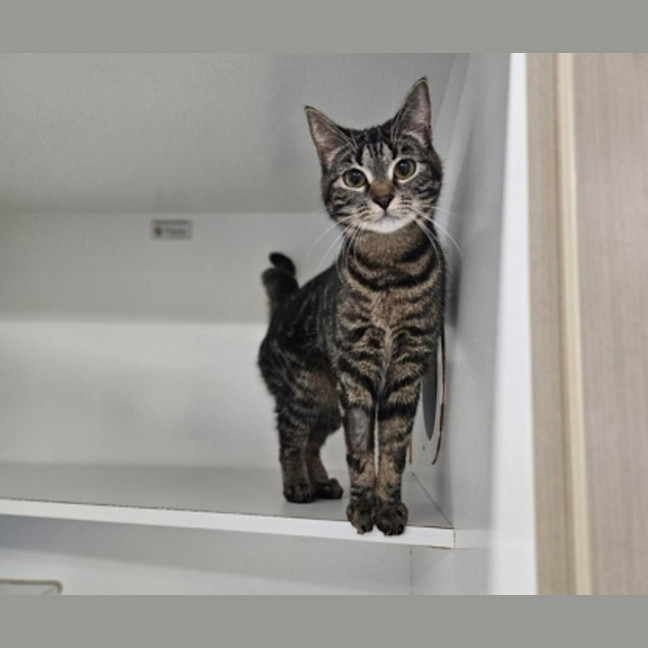 Photo of Maple
