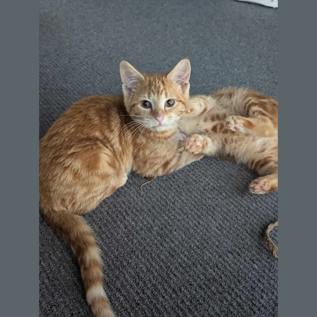 Photo of Bluey (Ginger)