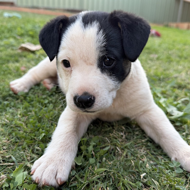 Photo of Riley