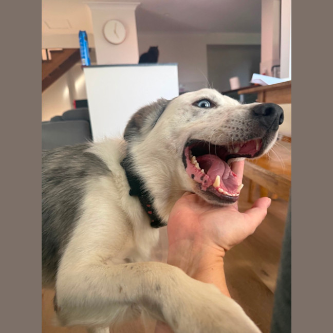 Photo of Zeus 