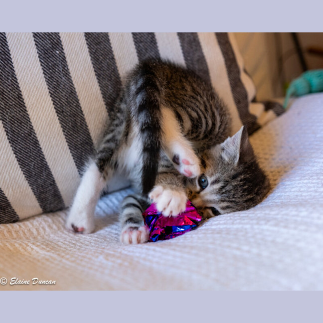 Photo of Button