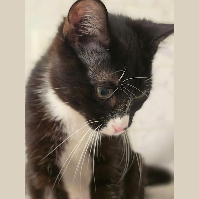 Photo of Princess Pearl   In Foster Care In Healesville