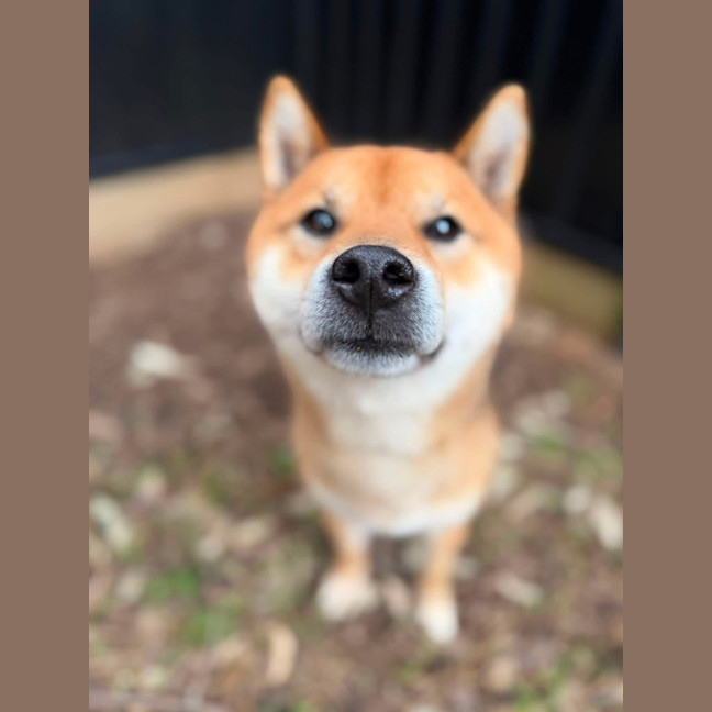 Photo of Loki