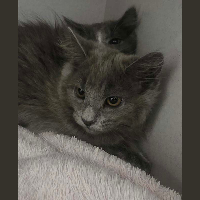 Photo of Smokey