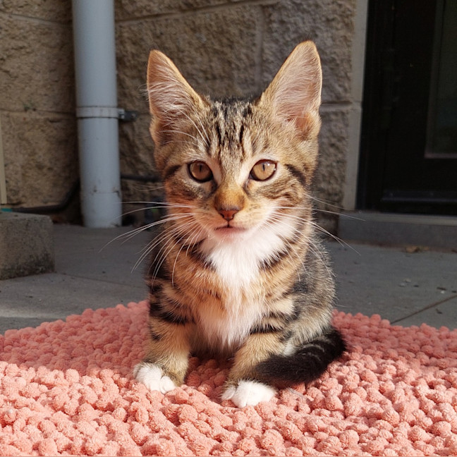 Photo of Nobu