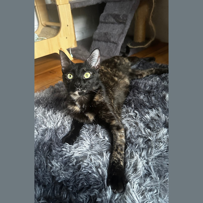 Photo of Raven