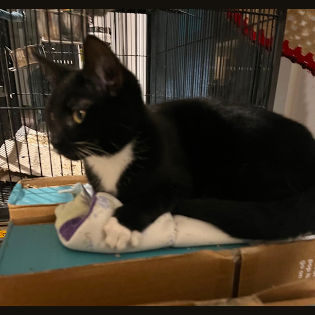 Photo of Blackie