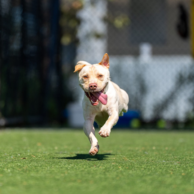 Photo of Buster Imp 51