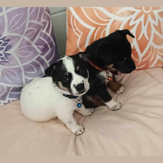 Photo of Miss Pepper And The Peppercorns