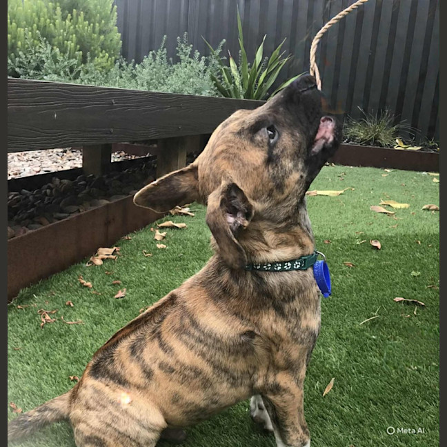 Photo of Ridge   14 Week Old Ridgeback X