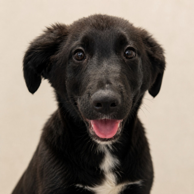 Photo of Hermes