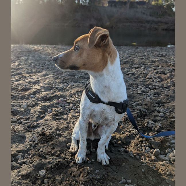 Photo of Chip