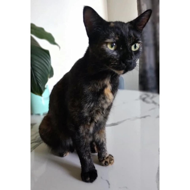 Photo of 10679   Kiki