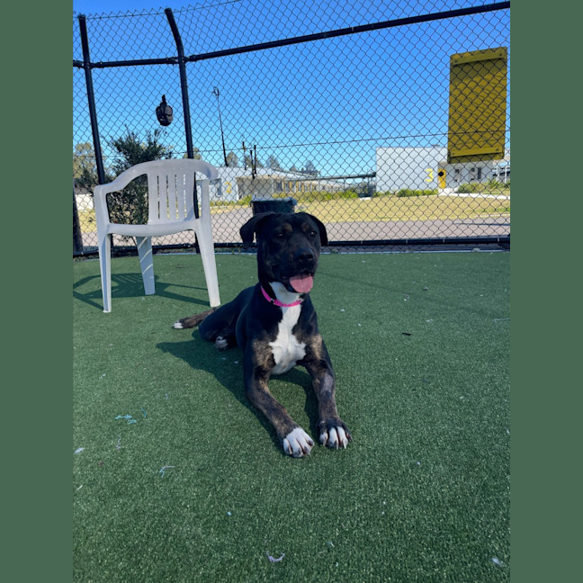 Photo of Lollie Imp 1396