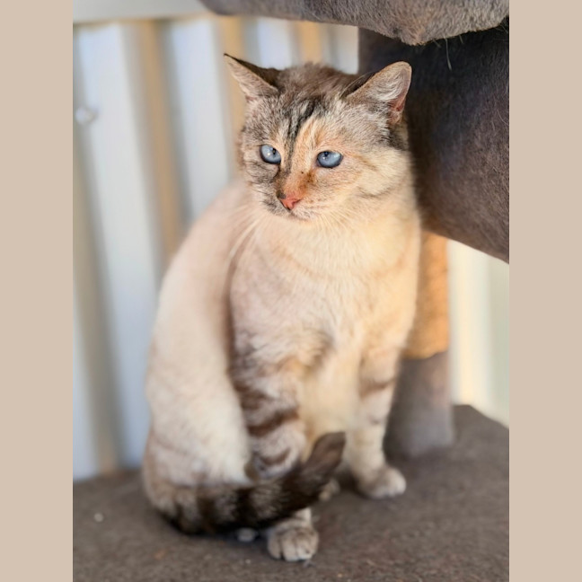 Photo of Nova