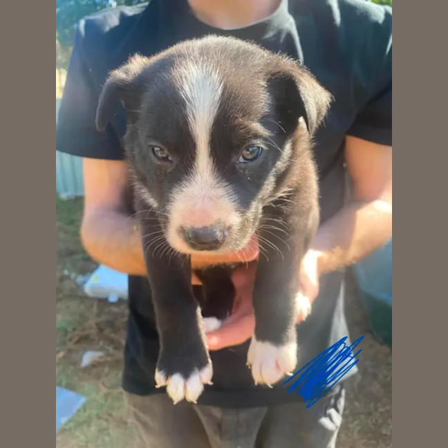 Photo of Nugget ~ 8 Week Old, Border Collie X Puppy, Male
