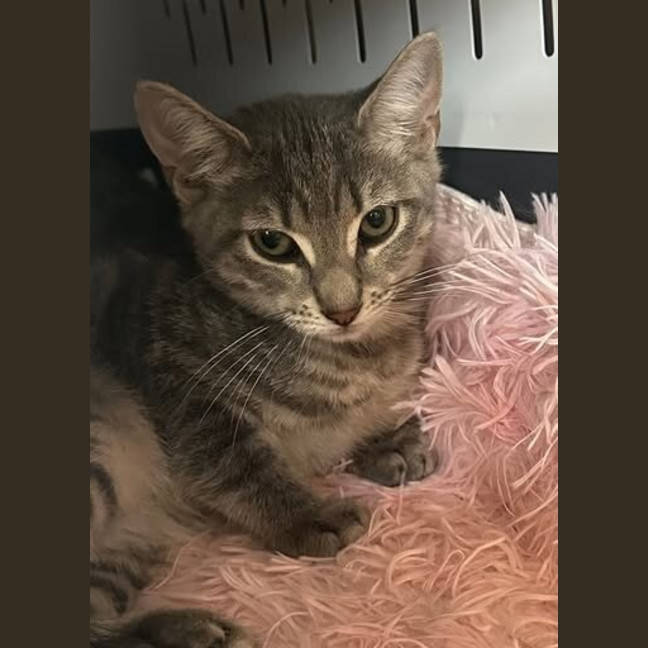 Photo of Sprinkles