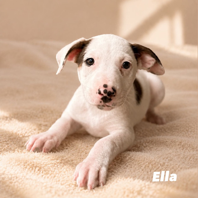 Photo of Ella