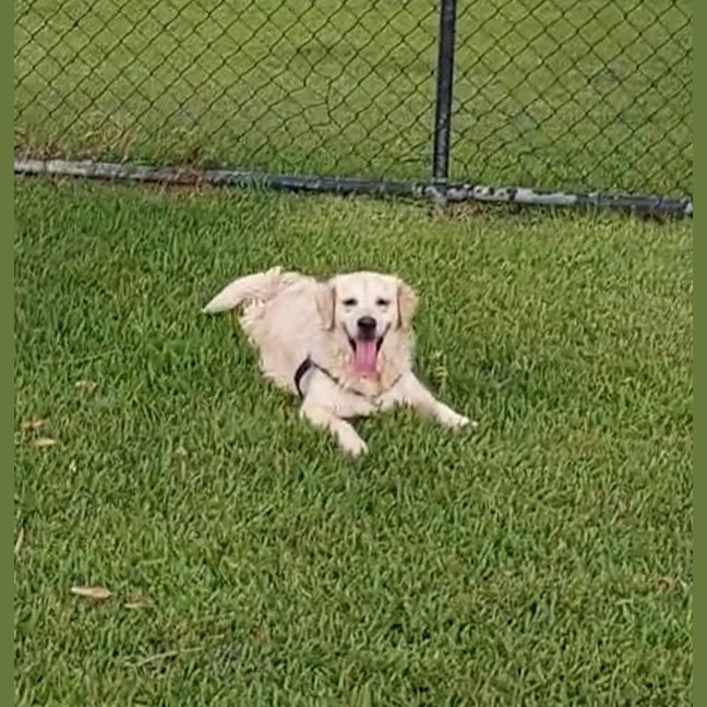 Photo of Buttercup