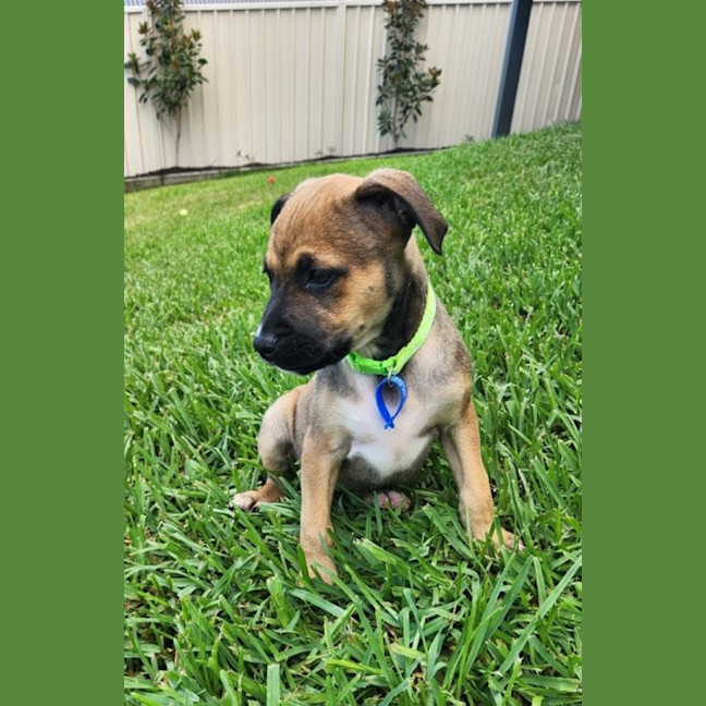 Photo of Athena   10 Week Old Kelpie X