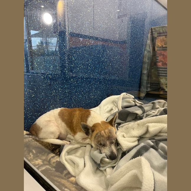 Photo of Odie