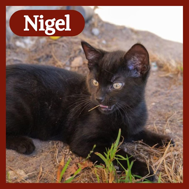 Photo of Nigel