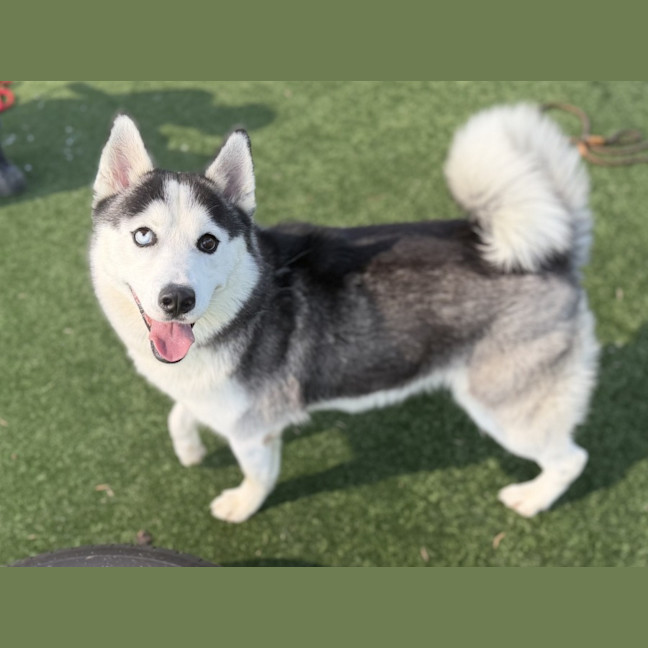 Photo of Oreo Imp 388