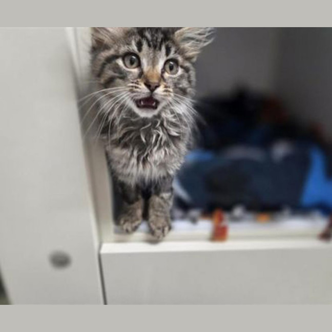 Photo of Oreo
