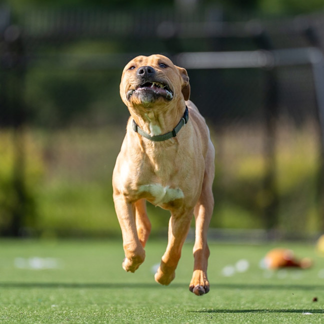 Photo of Scooby Imp 960