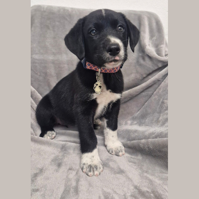 Photo of D1263 Regina