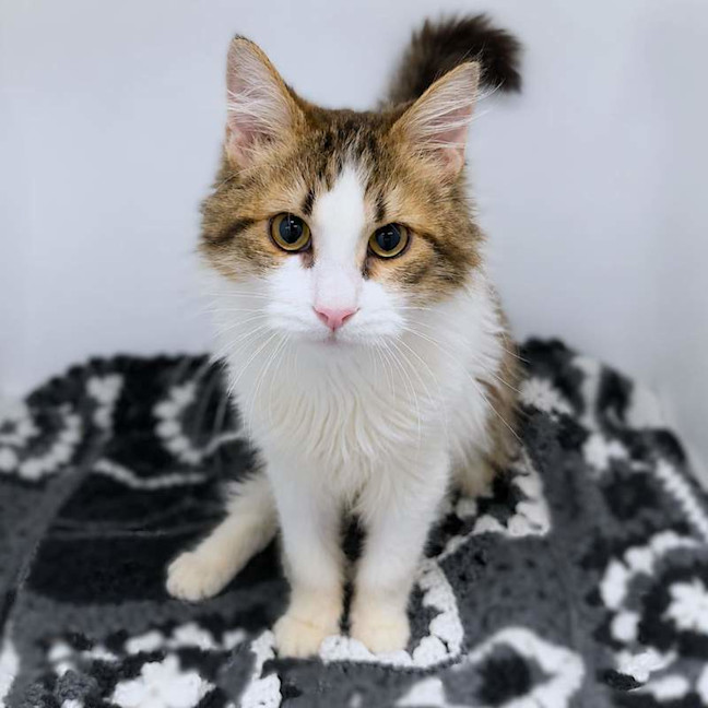 Photo of Bingley