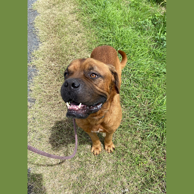 Photo of Chino