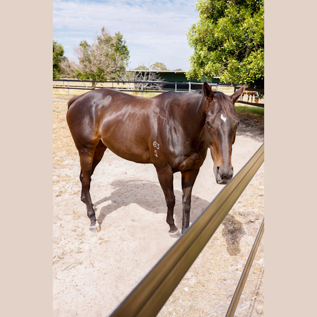 Photo of Jarrah
