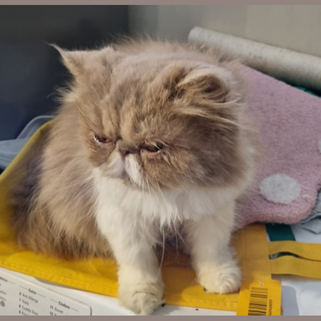 Photo of Scruffy