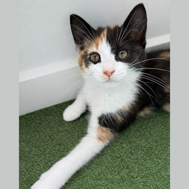 Photo of Gingerbread