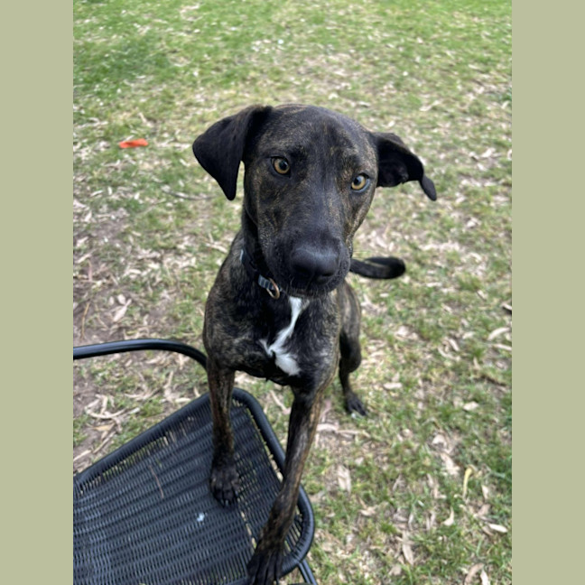 Photo of 🌺 Azaelia 5668 🌺