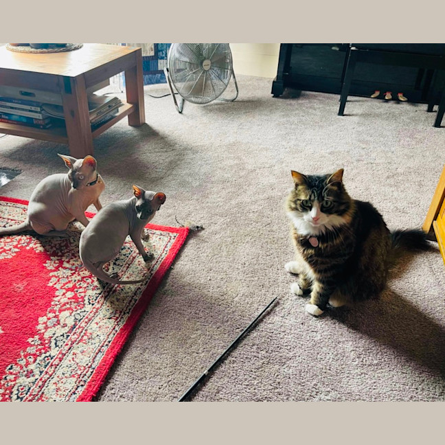 Photo of Luna And Lylah