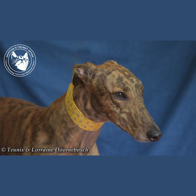 Photo of Mambo (Fingers Arrawarra)